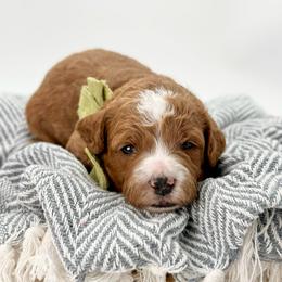 Fern - Red  male Goldendoodle puppy in Queen Creek, Arizona from Goldendoodle AZ