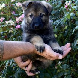 German Shepherd Puppies from Yosemite Shepherds