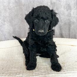 Poodle Puppies from Yellow Dog Farm