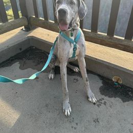 Boy 2 - Merle Great Dane puppy in Lawrenceburg, Indiana from Jordan Giants