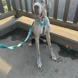 Boy 2 - Merle Great Dane puppy in Lawrenceburg, Indiana from Jordan Giants