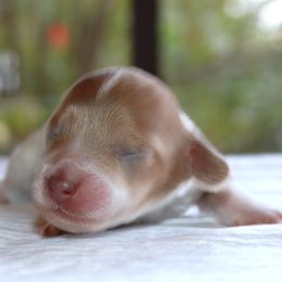 Puppy B Purebred DNA Tested Parents - Piebald male Dachshund puppy in Haines City, Florida from Divine Poodle Paradise Standard Poodles & Divine Dachshunds