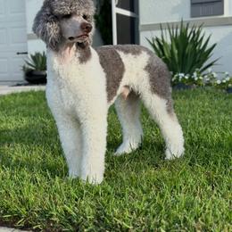 Cano - Poodle