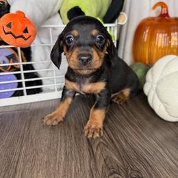 Rico - Black and tan male Dachshund puppy in Los Angeles, California from Mini Doxies R Us