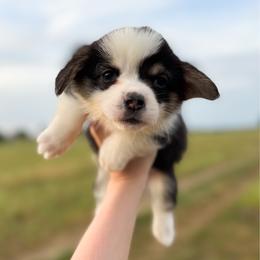 Frog Footman - Brown - Black and tan male Pembroke Welsh Corgi puppy in Milan, Georgia from Williams’ Welsh Corgis LLC