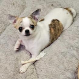 Lil fatty - Chihuahua