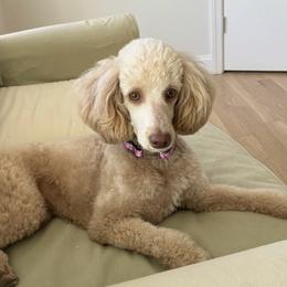 Lilah - Poodle