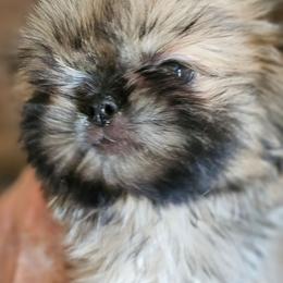 Raine - Gold female Shih Tzu puppy in Sanger, California from Hillsides Shih-Tzu