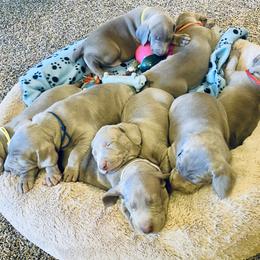 Weimaraner Puppies from K&K Weimaraners