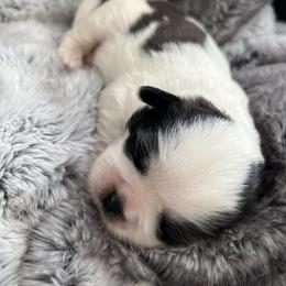 Shih Tzu Puppies from Our ShihTzu Family