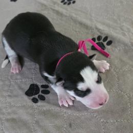 Aurora - Black and white female Siberian Husky puppy in Wheeling, West Virginia from Wild and Wonderful Siberian Huskies