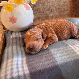 Male 5 - Red  male Goldendoodle puppy in Bucyrus, Missouri from Hill Top Pomskies
