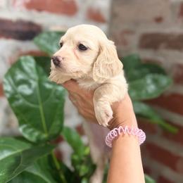 Colette - Cream female Dachshund puppy in Baton Rouge, Louisiana from Bayou d’Elara Dachshunds