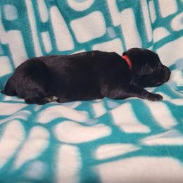 Red Collar Female - Black female German Shepherd puppy in Cadet, Missouri from Working Valley Shepherds
