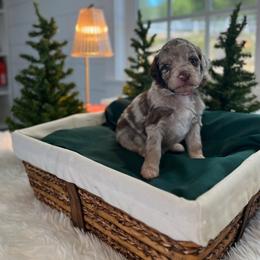 Mr.Tumnus - White and red merle male Bordoodle puppy in Valley Center, California from Circle R Valley Bordoodls