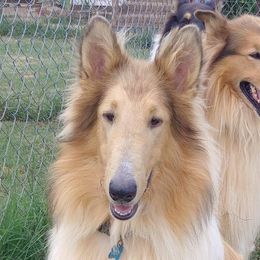 Collies from Country Haven Collies