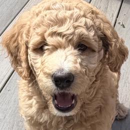 Goldendoodle Puppies from Rosie's Doodle Den
