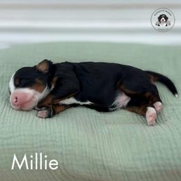Millie - Tri-color female Bernedoodle puppy in Greenville, Texas from Doodles of Promise