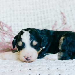 Boy 2 - Tri-color male Bernedoodle puppy in Spanish Fork, Utah from K Brand Doodles