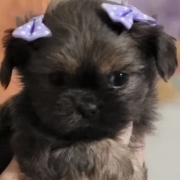 Girl 1 Katara - Blue Shih Tzu puppy in Newport, Arkansas from Gina's Lil Zues and Yorkies Kennel