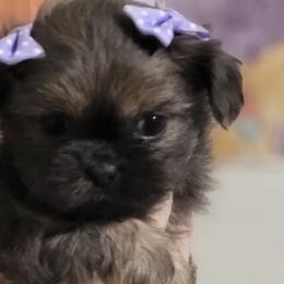 Girl 1 Katara - Blue Shih Tzu puppy in Newport, Arkansas from Gina's Lil Zues and Yorkies Kennel