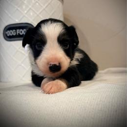 Prince - Black tri male Miniature Australian Shepherd puppy in Lakeport, California from Akins Aussies/Wild Rose Ranch
