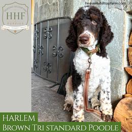 HARLEM Brown Tri standard poodle - Parti male Poodle puppy in Charlo, Montana from Heavenly Hilltop Farm