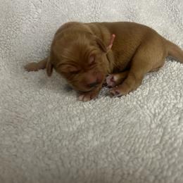 Golden Retriever Puppies from Nomadic Reds