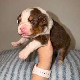 Enchilada - Red tri-color male Australian Shepherd puppy in Anniston, Alabama from All Hale Aussies