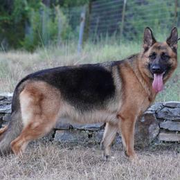Ruby - German Shepherd