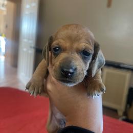 Oakley - Red male Dachshund puppy in Yuba City, California from The Navarro Furbabies