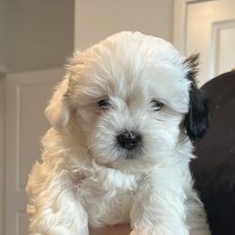 Eve - Black and white female Shihpoo puppy in Delaware, Ohio from 3 doodles’ littles