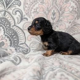 Girl 5183 - Black and tan female Dachshund puppy in Spring Hope, North Carolina from Hogan’s Lowrider Hounds