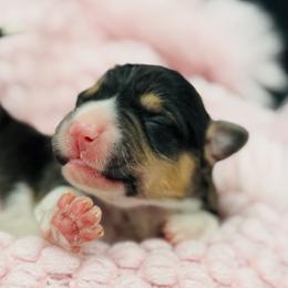 Tri female 2 - Black and tan female Pembroke Welsh Corgi puppy in Hale, Michigan from All Hale Corgis