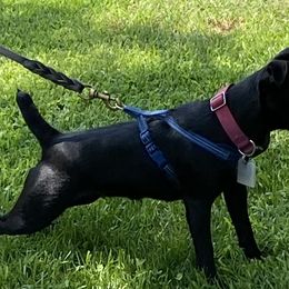 Patterdale Terriers from Oakleaf Ranch