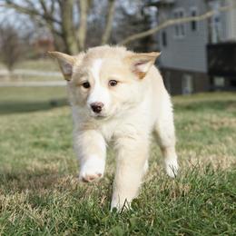 Dagney - Yellow female Australian Shepherd puppy in Holmesville, Ohio from Coffee Run Spring at Miller Farms