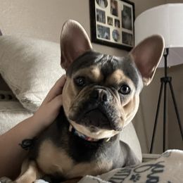 Scooter  - French Bulldog