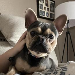 Scooter  - French Bulldog