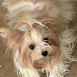 Blondie - Yorkshire Terrier