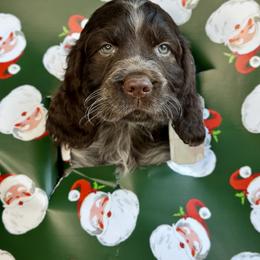 English Springer Spaniel Puppies from Willow Creek Farms