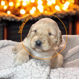 Yellow girl - Cream female Goldendoodle puppy in Lakeland, Florida from Golden Creek Doodles