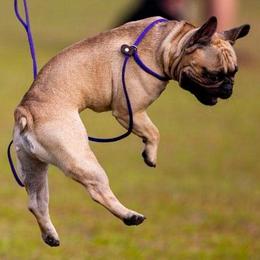French Bulldogs from Beckum Bulldogs