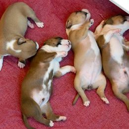 American Staffordshire Terrier Puppies from Liberty Am Staffs