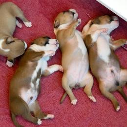 American Staffordshire Terrier Puppies from Liberty Am Staffs