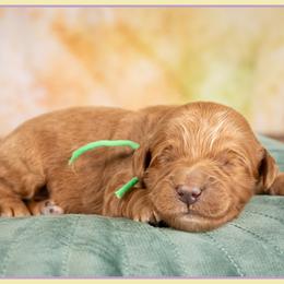 Buddy - Red  male Goldendoodle puppy in Connersville, Indiana from Deaz Doodle Ranch