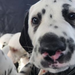 Dalmatians from Arkham Dalmatians