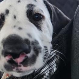 Dalmatians from Arkham Dalmatians