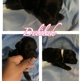 Delilah - Goldendoodle puppy from Zona’s Teddybear GoldenDoodles
