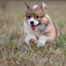Pembroke Welsh Corgi Puppies from Willow Creek Corgis