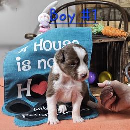Boy 1 - male Border Collie puppy in Wakeman, Ohio from Sandstone Ridge Kennels